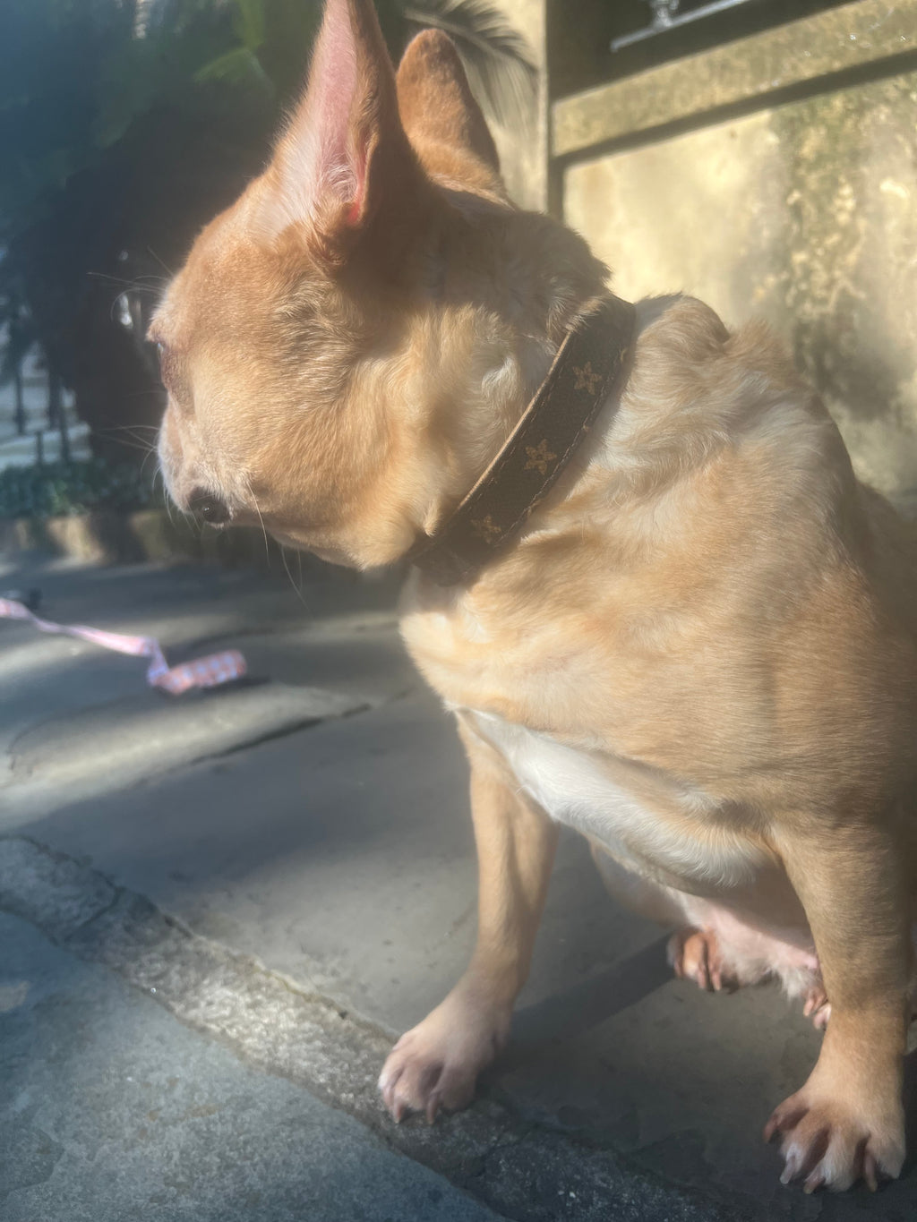 Chewy Vuitton Collar