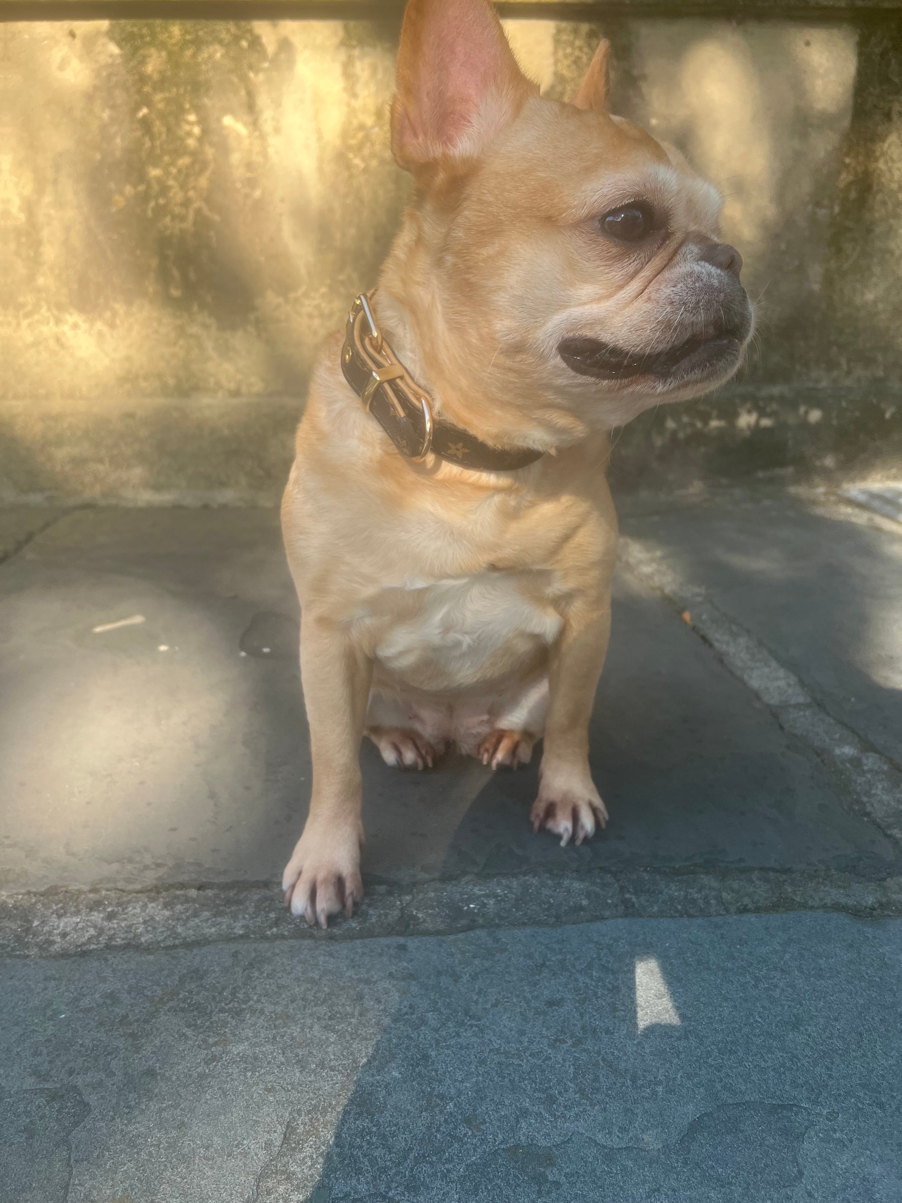 Chewy Vuitton Collar