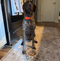 Chewy Vuitton Bowls